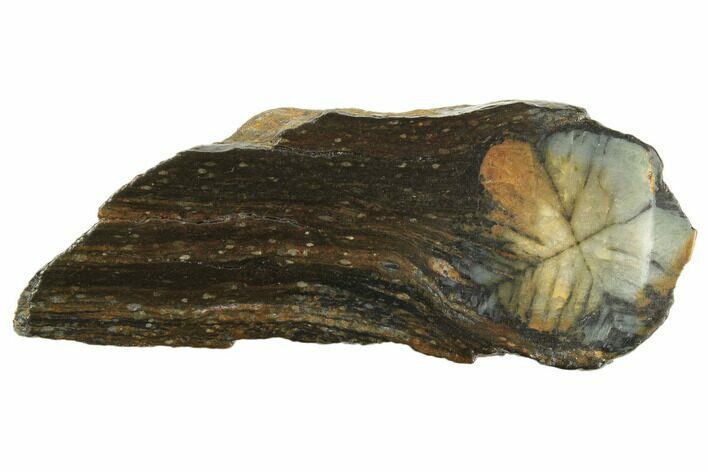 Polished Stone Slab With Chiastolite Cross - Spain #195368